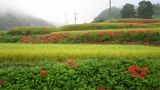 日本国家的起源地——明日香村