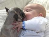 婴儿与斗牛犬同眠