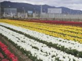 香格里拉郁金香花海