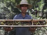 湖南多地高温干旱暴发竹蝗灾害