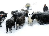 藏北普降大雪
