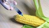 欧盟谨慎对待转基因 法英两国态度迥异