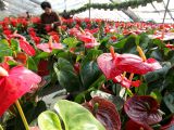 “平民花卉”迎新年
