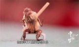 《中国梦——365个故事》之 小毛猴