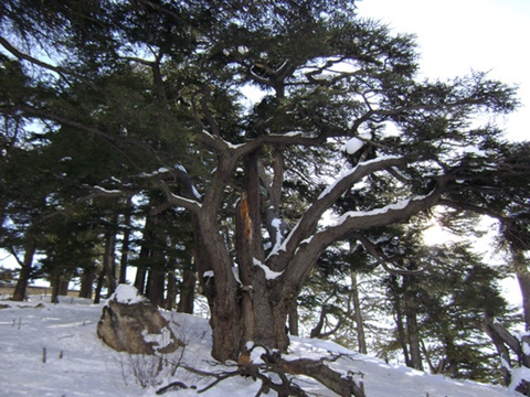 神杉林指的是这一地区山坡上和山巅上的雪松