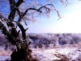 《森林之歌》 第7集 雪域神木（2）