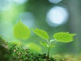 《森林之歌》 第12集 节目精编（1）