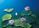 三、当前的文化热点
