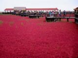 辽宁盘锦“红海滩”赏景引客来