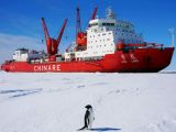 南极企鹅“围观”雪龙号科考船