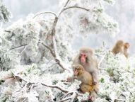 湖南张家界猕猴雪中嬉戏