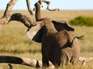 猛兽也有落魄时 动物界“以小欺大”照片集锦