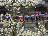 踏青赏花迎新春