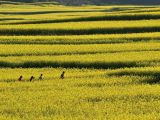 云南罗平油菜花盛开迎游客