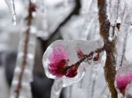 浙江杭州冻雨美景醉游人