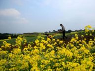 四川泸州油菜花竞相开放