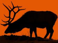 震撼心灵的野生动物摄影大片