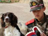 图说武警搜爆犬：身材娇小长毛似宠物狗