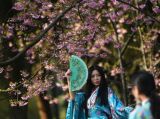 春暖樱花开