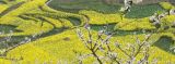 四川荥经：阳春三月菜花黄