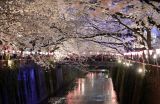 东京赏夜樱
