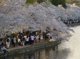 春天里 黄昏时 樱花下