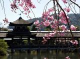 日本赏樱：莫负人间四月天