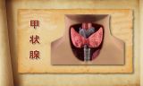 甲状腺不拘小