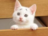 “焦虑猫”走红网络