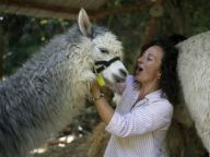 与羊驼在一起的日子