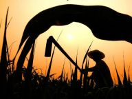 【二十四节气】夏至农忙