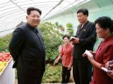 金正恩视察蔬菜专业合作农场