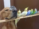 友谊：金毛犬与它的小伙伴们