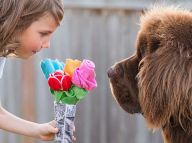 与宠物狗、小马一起成长