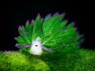 【叶羊】可光合作用的动物