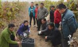 《中国梦——365个故事》之葡萄藤