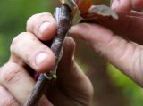 “百宝树”：能结40种果实