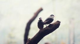 习近平“两只鸟论”的四个关键词：改革 创新 舍得 统筹