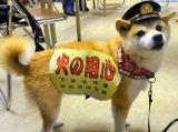 爆红网络的消防犬“可可”