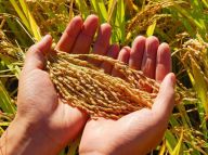 世界粮食日：8亿饥饿人口