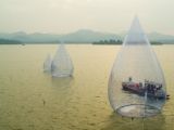 西湖“小水滴”其实很高大
