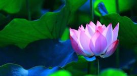 独家评论 丨 推进党风廉政建设和反腐败斗争是坚强的政治保证