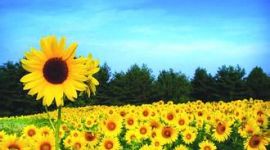 独家评论 丨 把青春浇灌在时代沃土上 