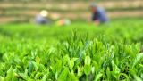 来杯叫“春”的茶