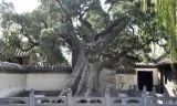 二大将军何以“屈居”