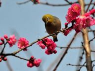 春暖百花开：已是“满园春色关不住”