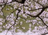 【春天来了】樱花绚烂，如诗如画