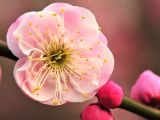 【春天来了】百花争艳，你分得清吗？