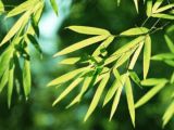 按照“四个自觉”要求当好“三严三实”表率