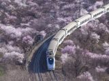 【春暖花开】坐着和谐号看花海
